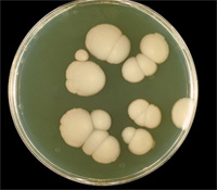 Candida Fungus